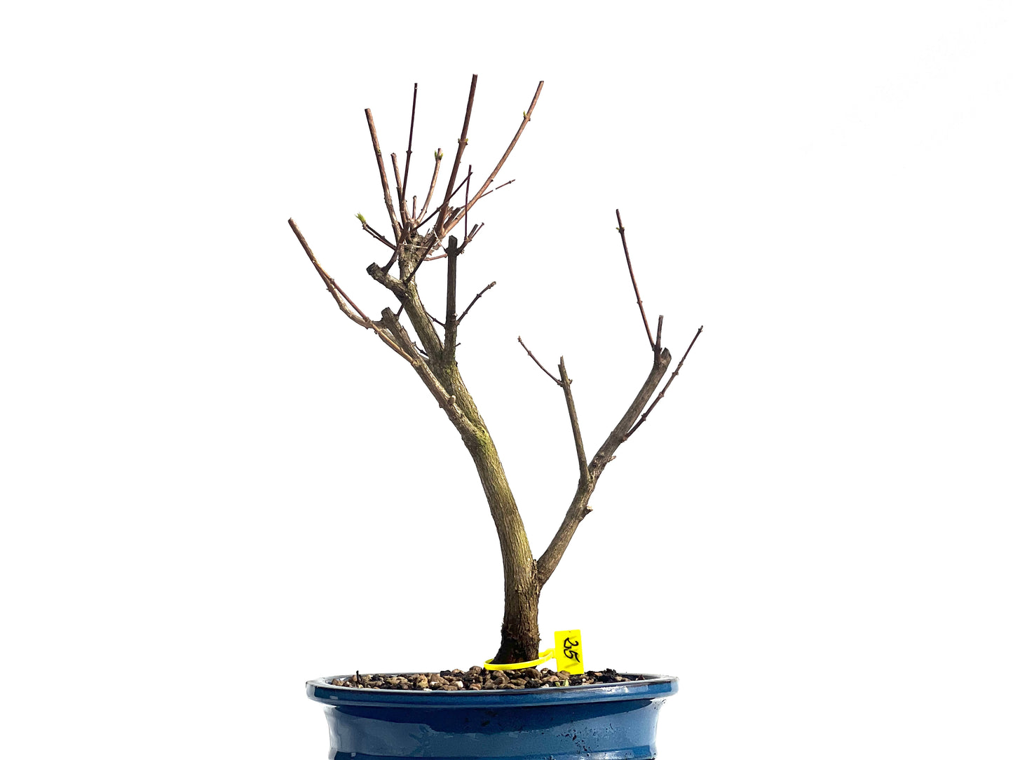 Premna Japonica 1941