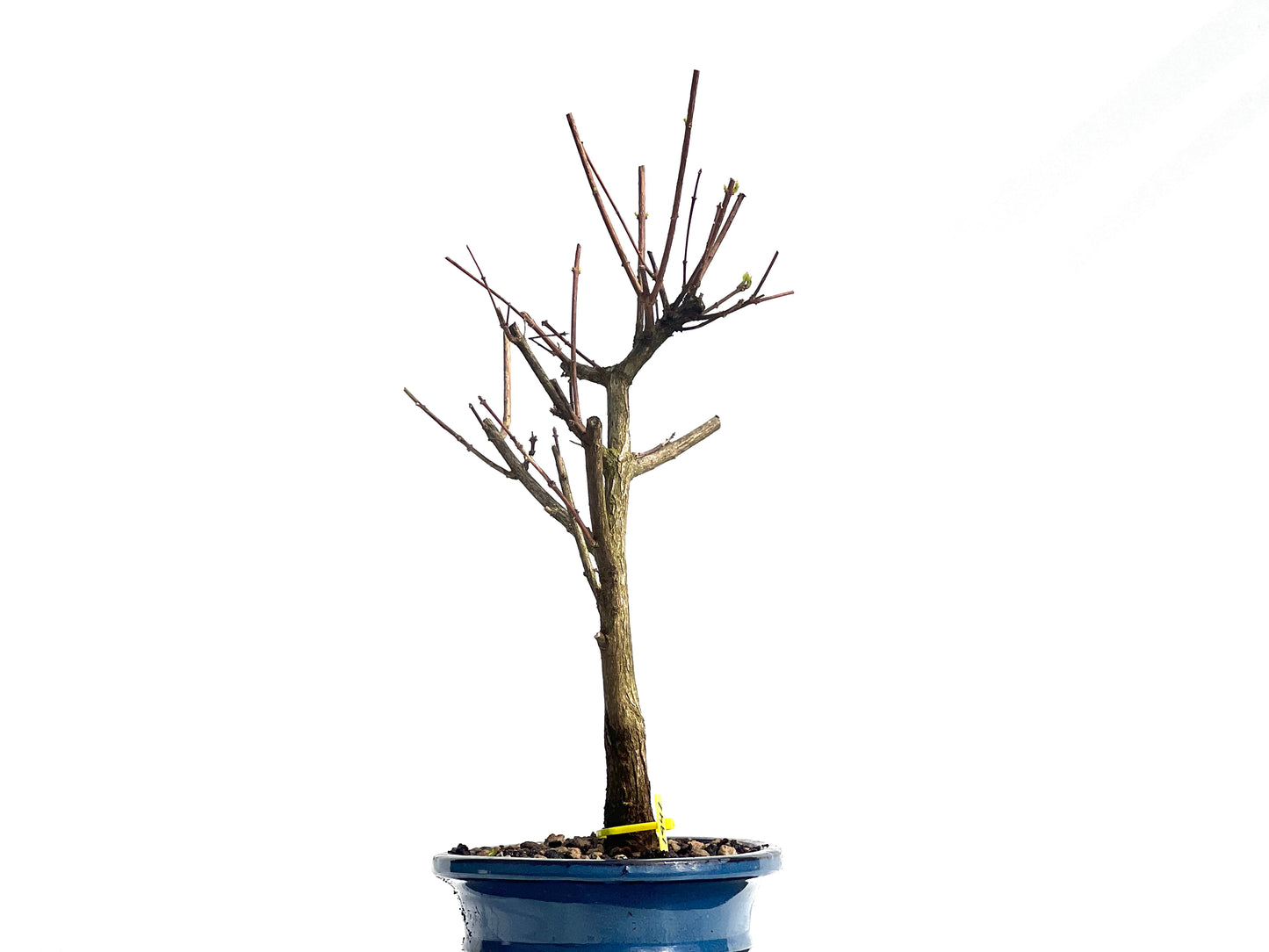 Premna Japonica 1941