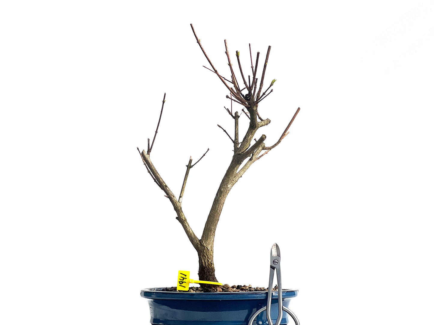 Premna Japonica 1941