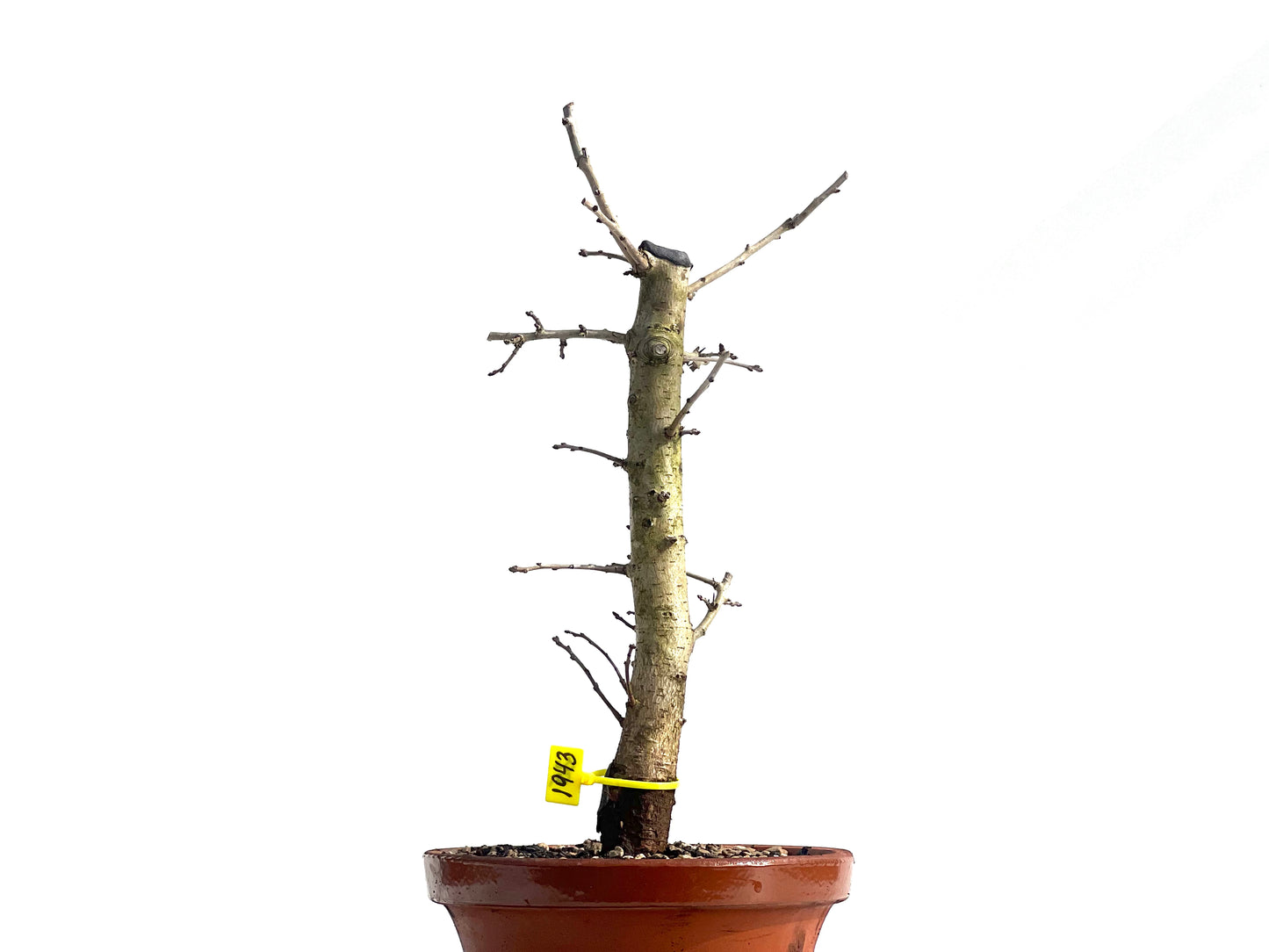 Crataegus Monogyna 1943