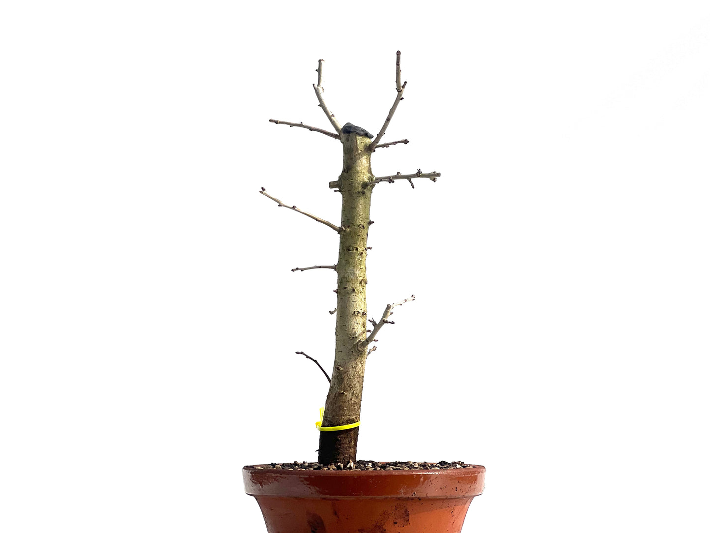 Crataegus Monogyna 1943