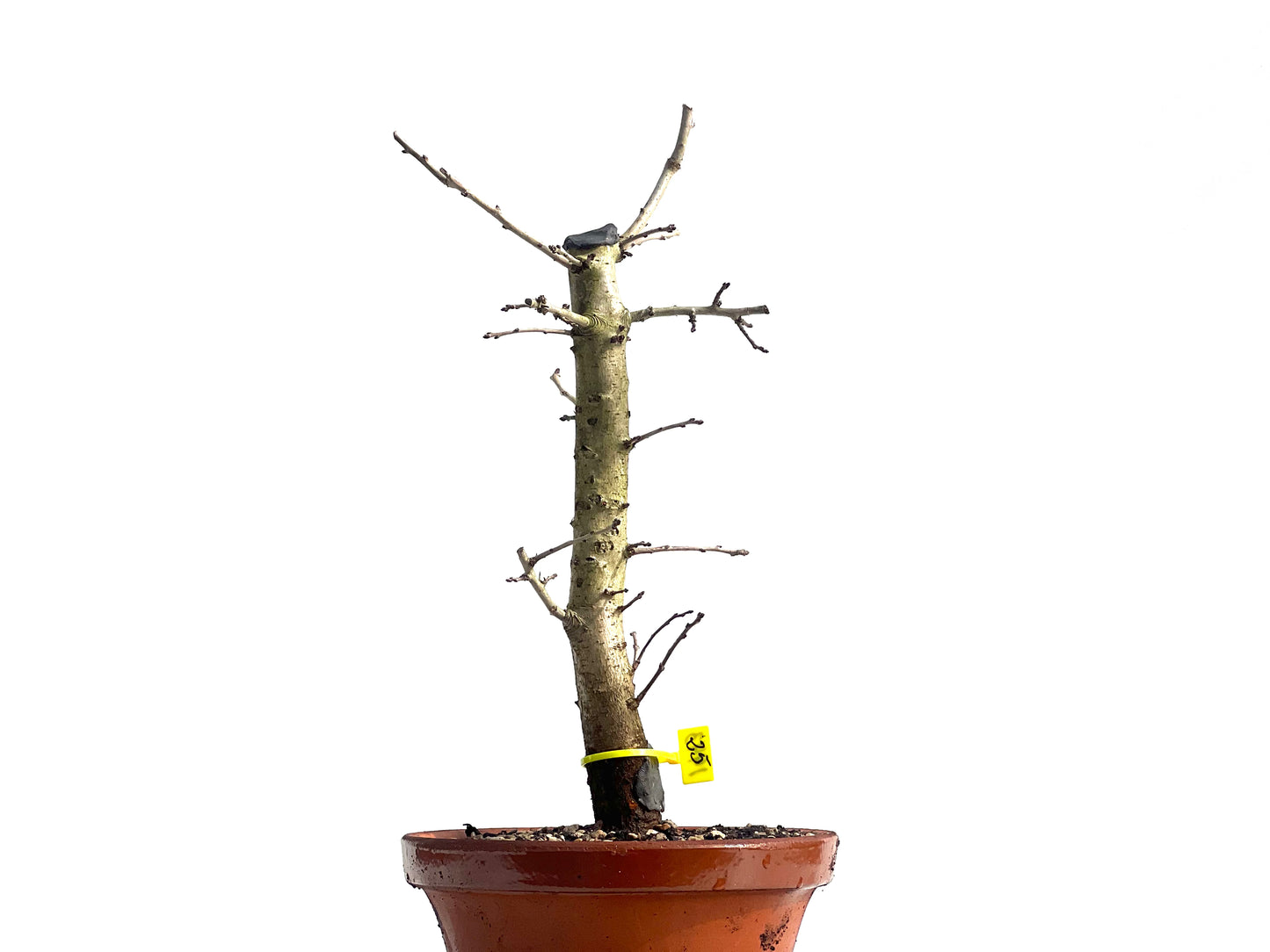 Crataegus Monogyna 1943