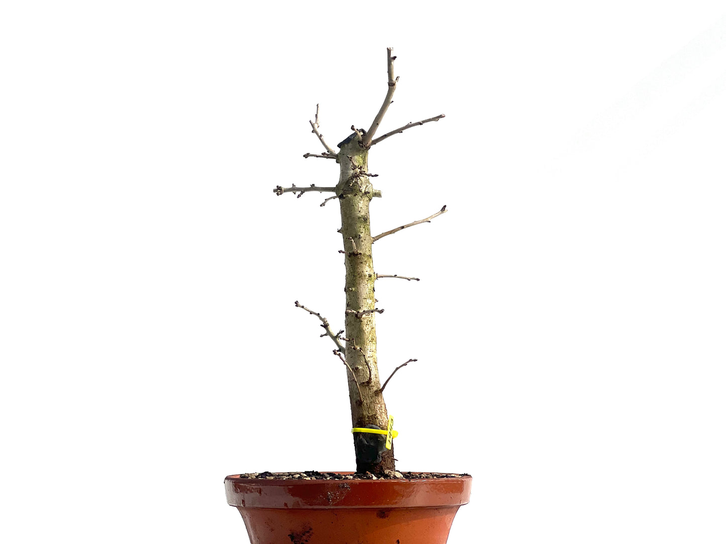 Crataegus Monogyna 1943