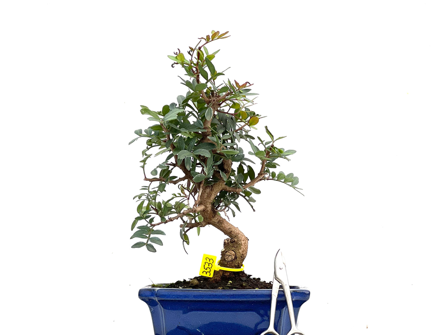 Pistacia Lentiscus 3533