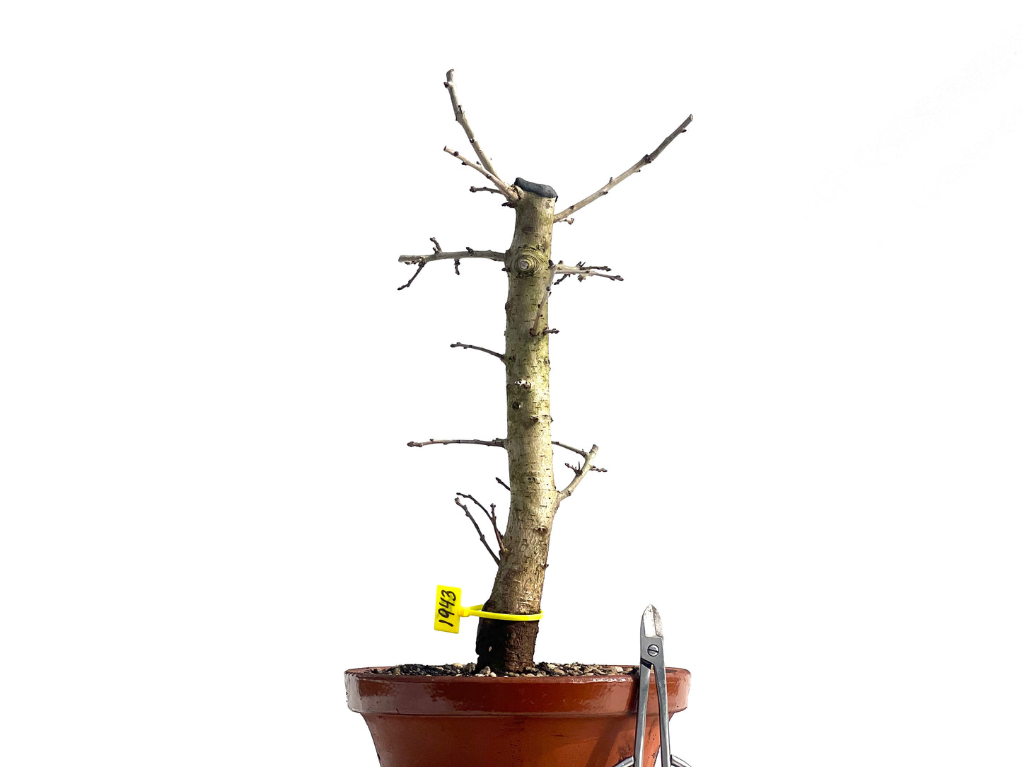 Crataegus Monogyna 1943