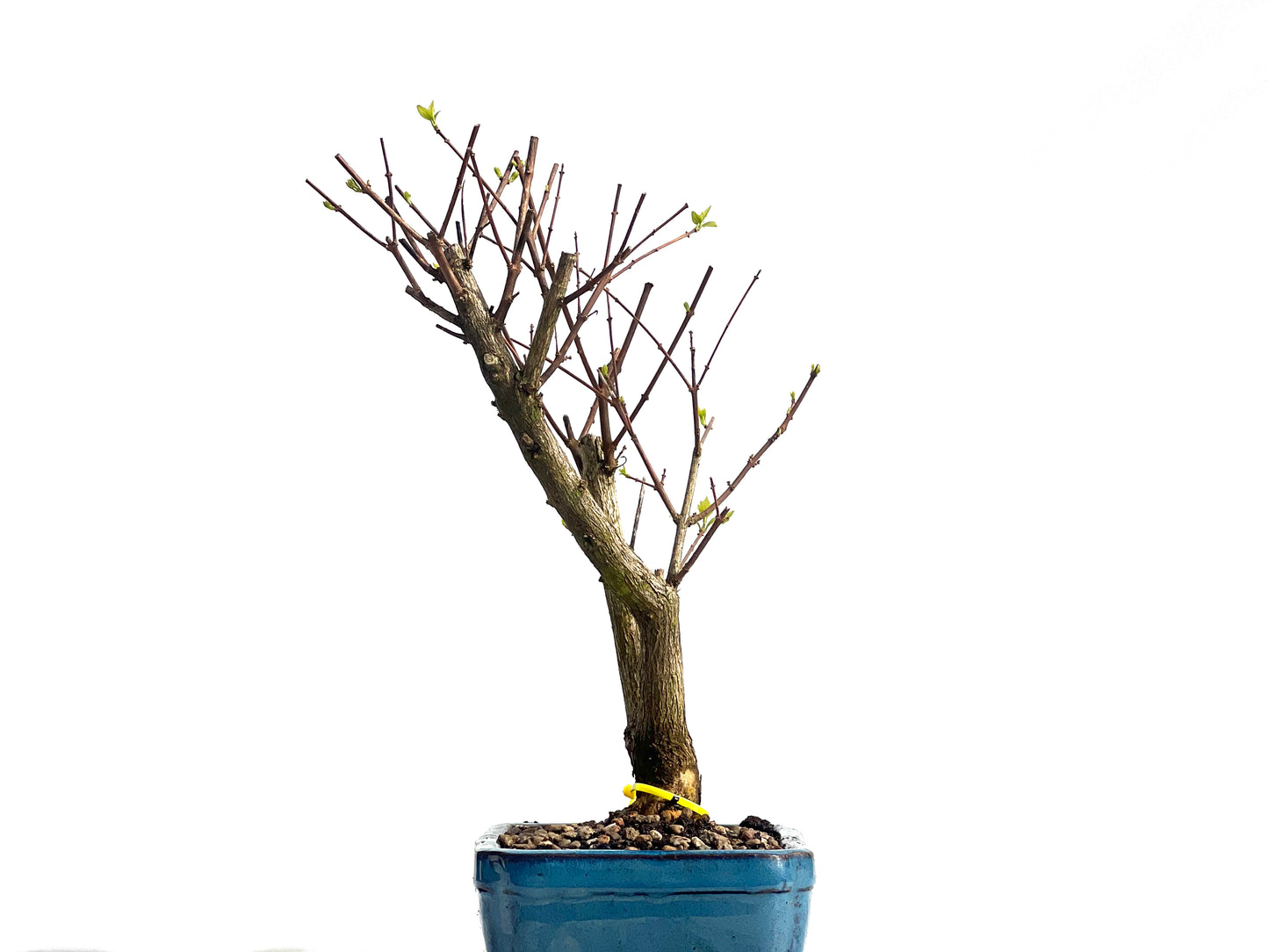 Premna Japonica 1944
