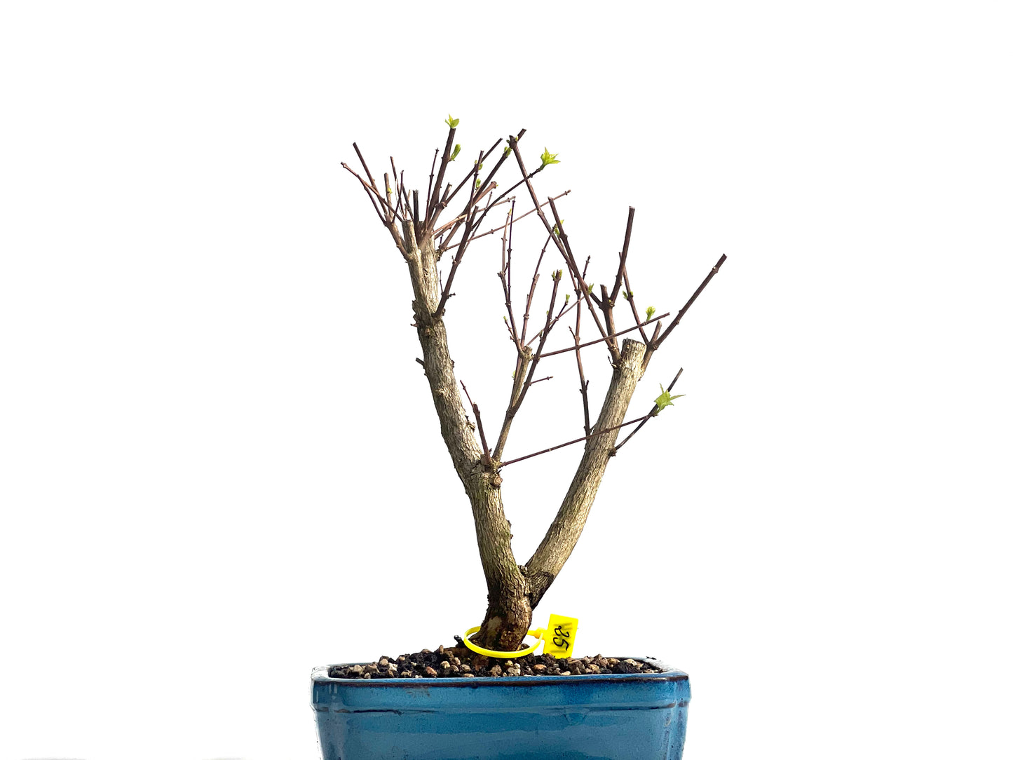 Premna Japonica 1944