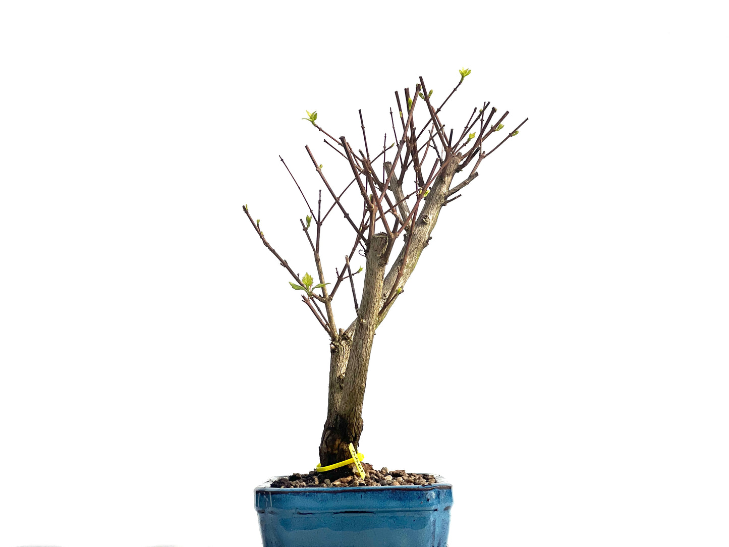 Premna Japonica 1944