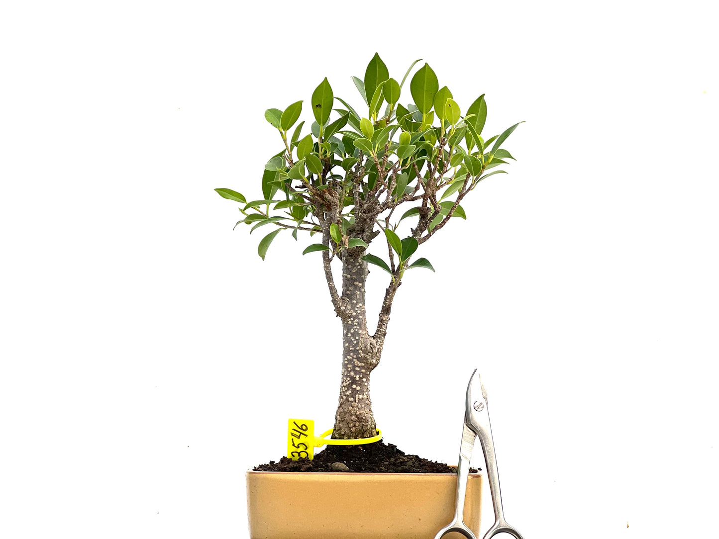 Ficus Tiger Bark 3546