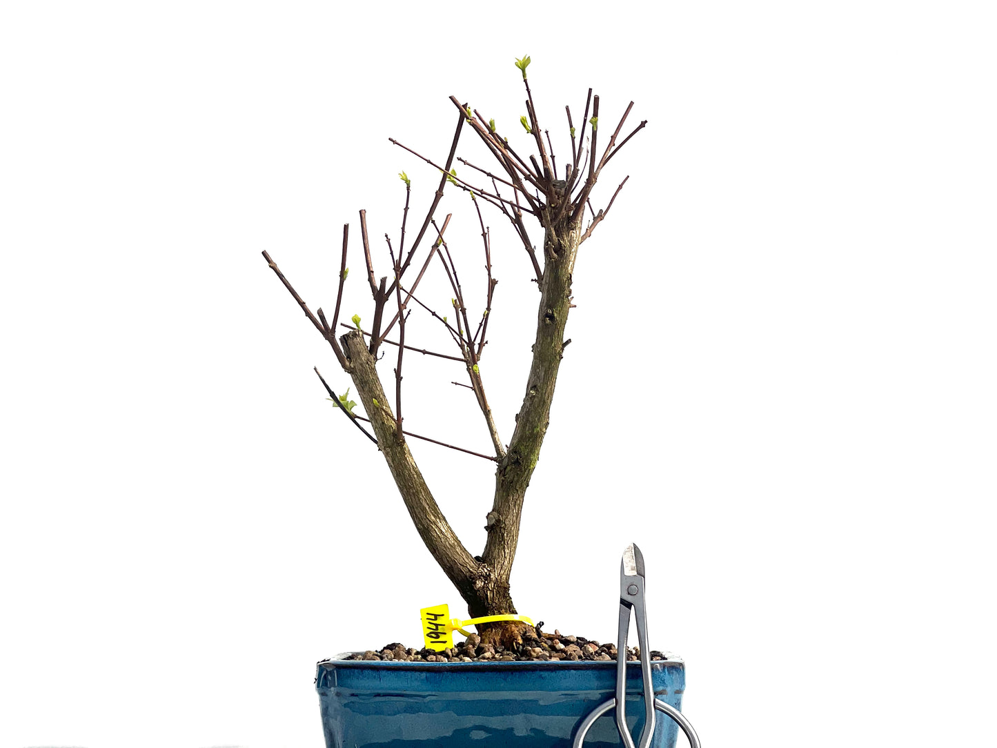 Premna Japonica 1944