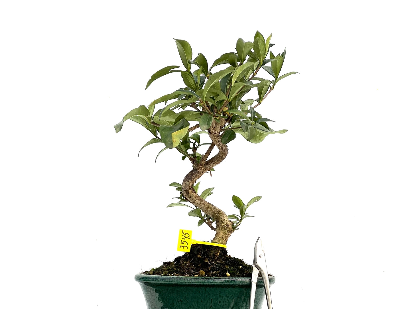 Gardenia Jasminoide 3545