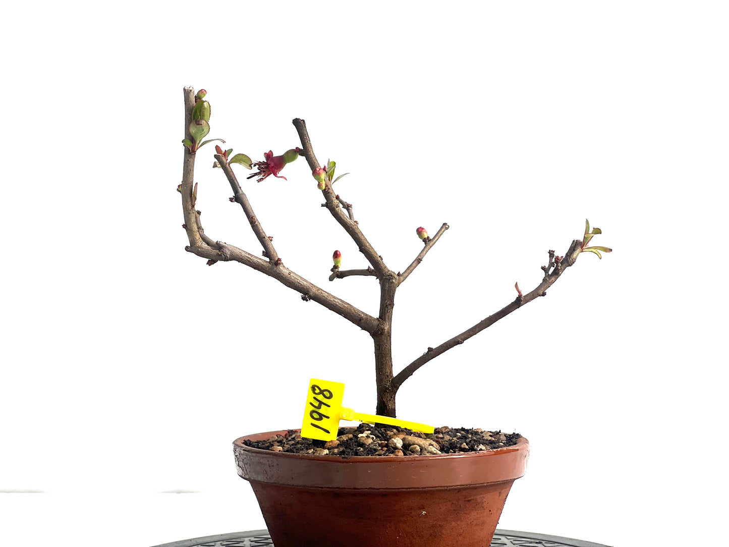 Chaenomeles Japonica 1948