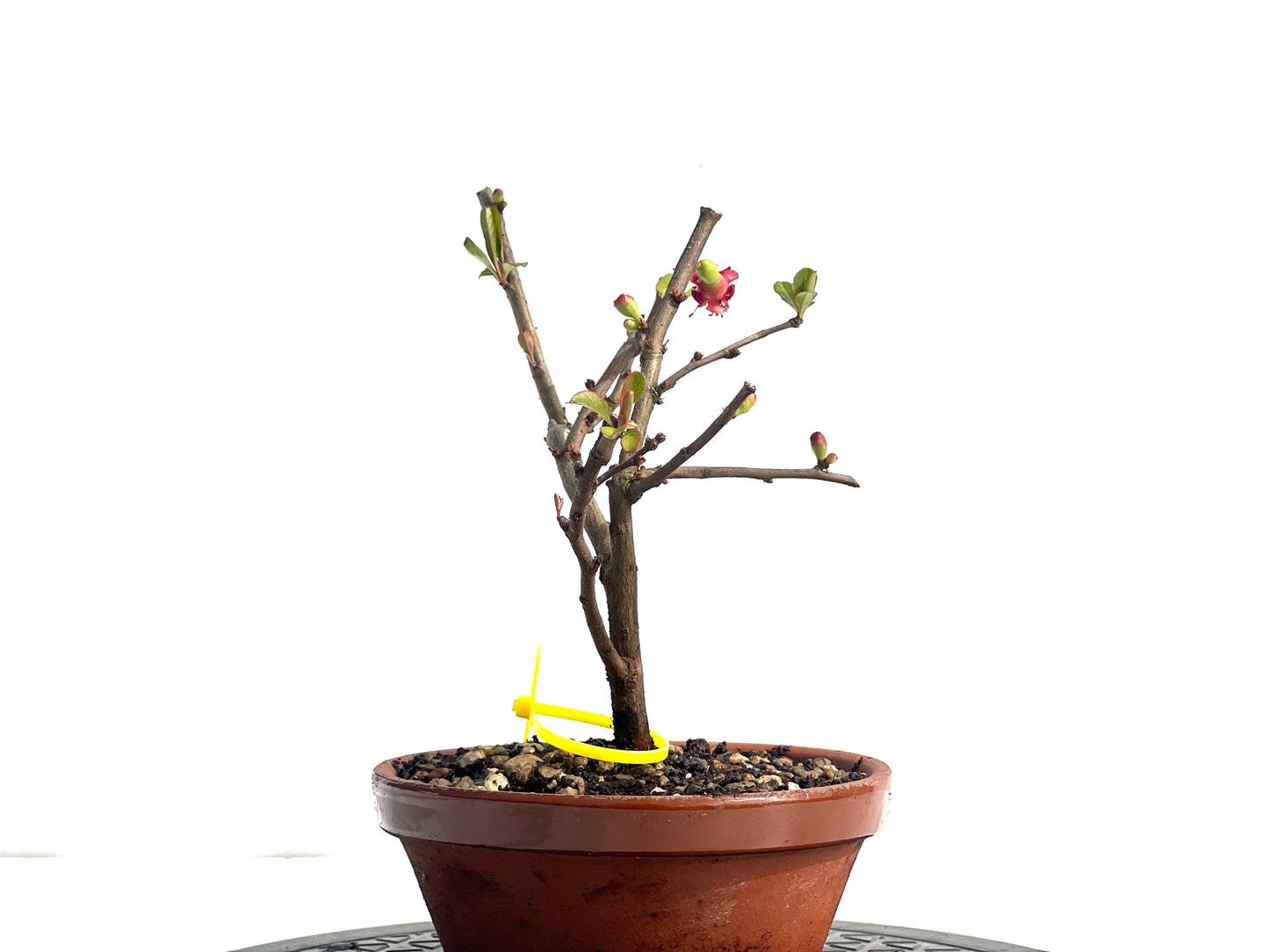 Chaenomeles Japonica 1948