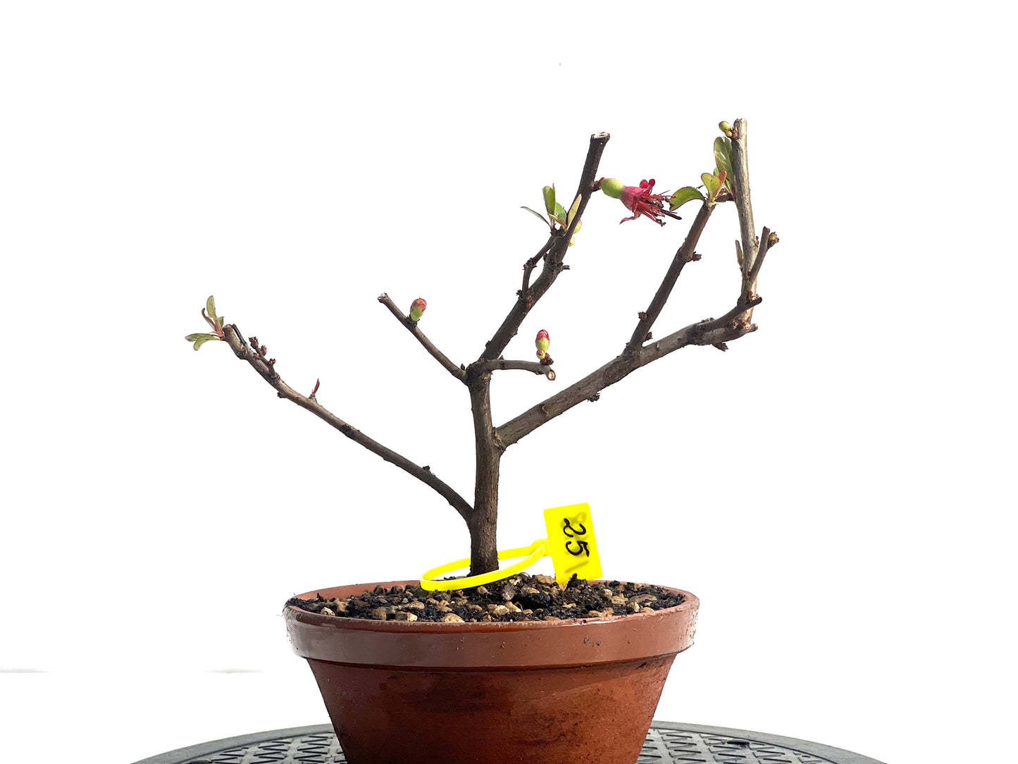 Chaenomeles Japonica 1948