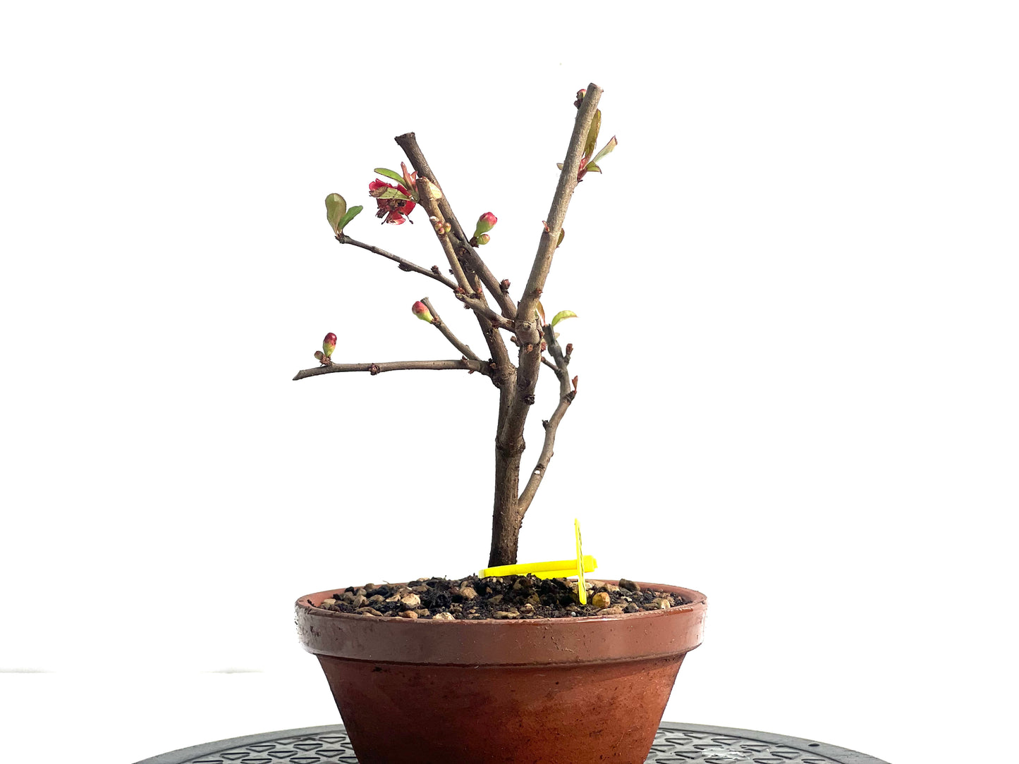 Chaenomeles Japonica 1948