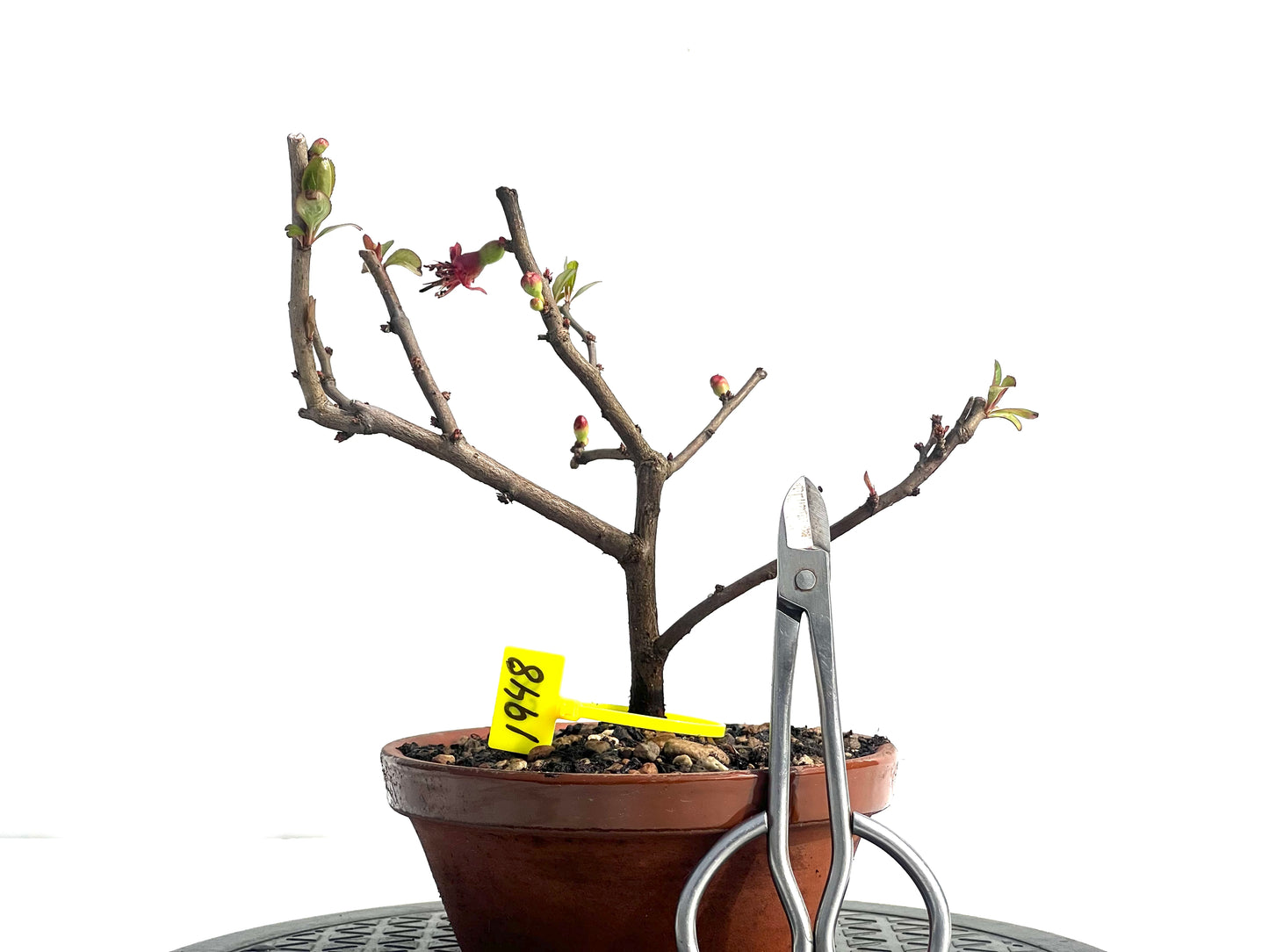 Chaenomeles Japonica 1948