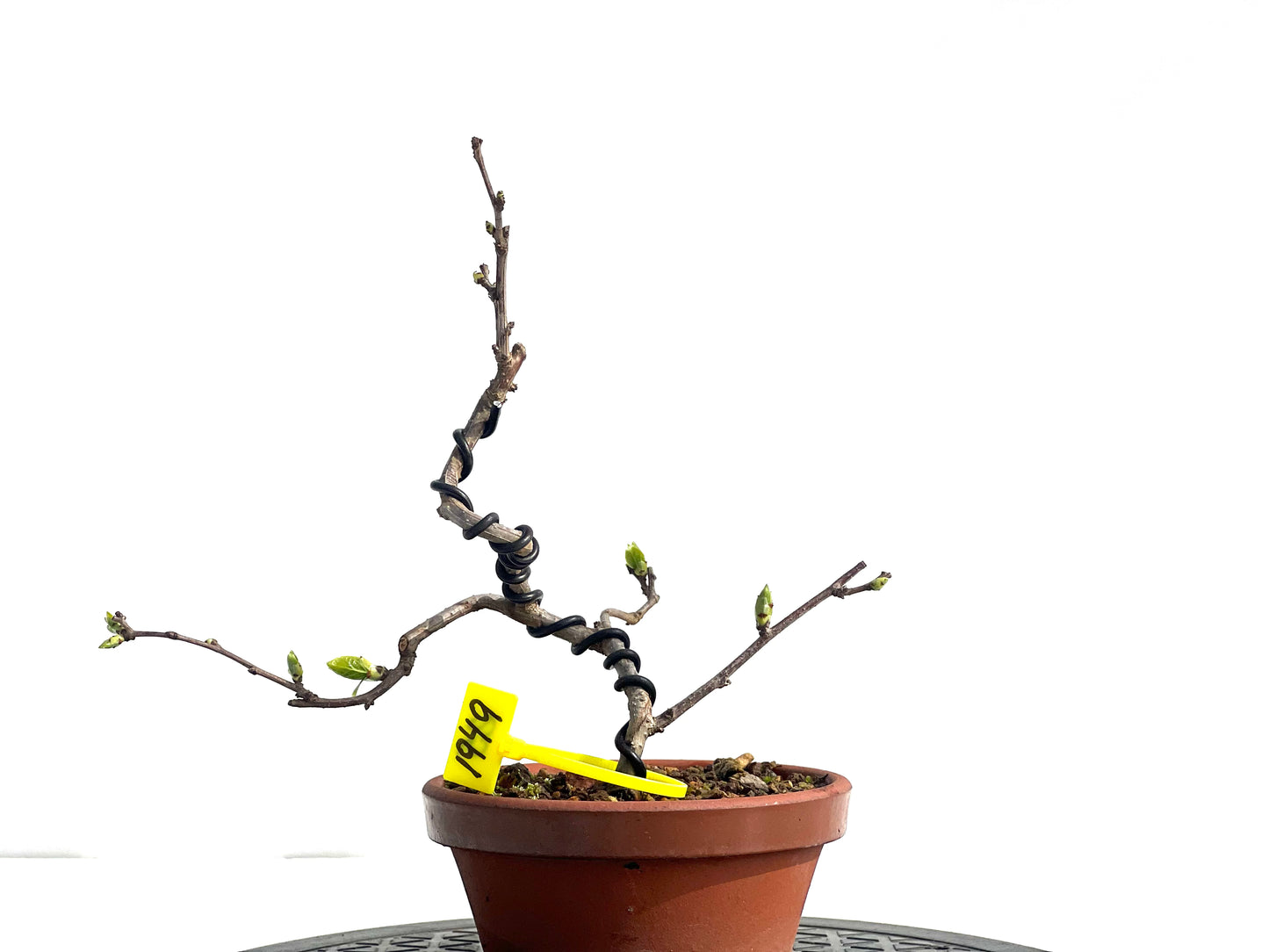 Celastrum Orbiculatus 1949
