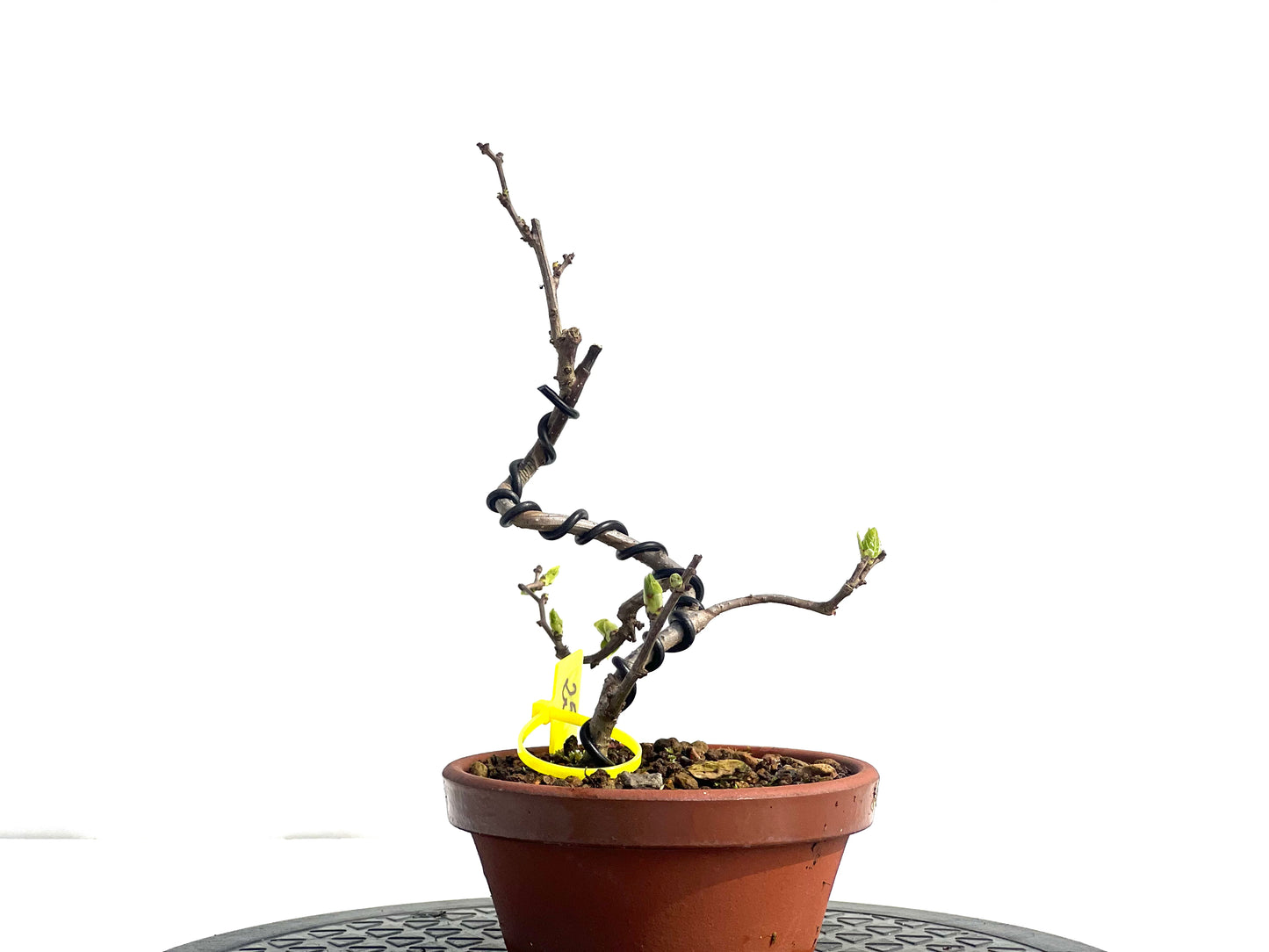Celastrum Orbiculatus 1949