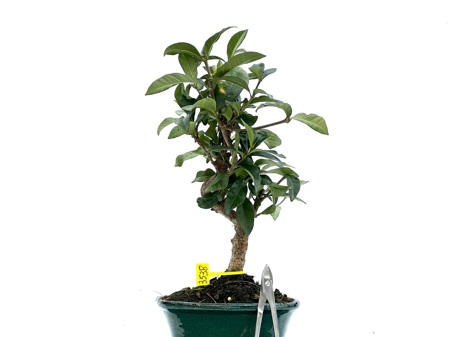 Gardenia Jasminoide 3538