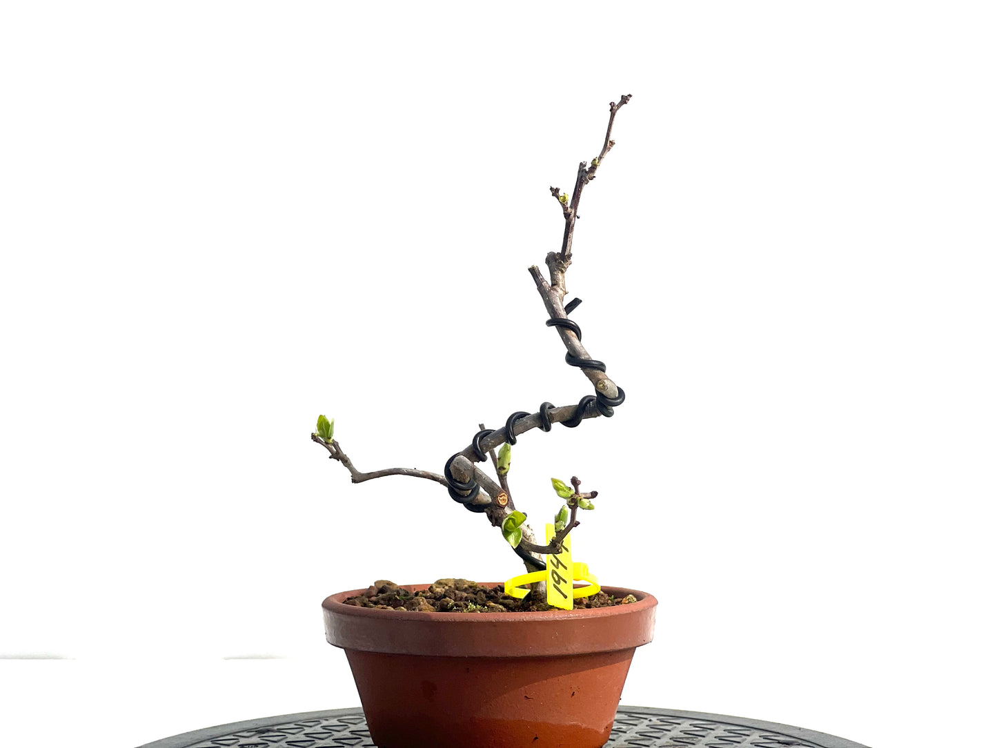 Celastrum Orbiculatus 1949