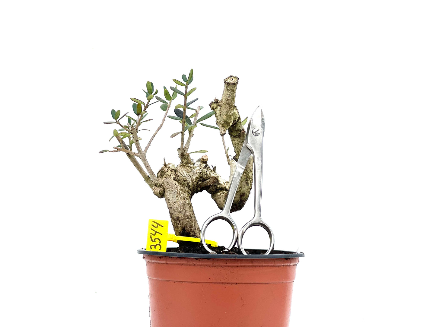 Olea Europaea Sylvestris 3544