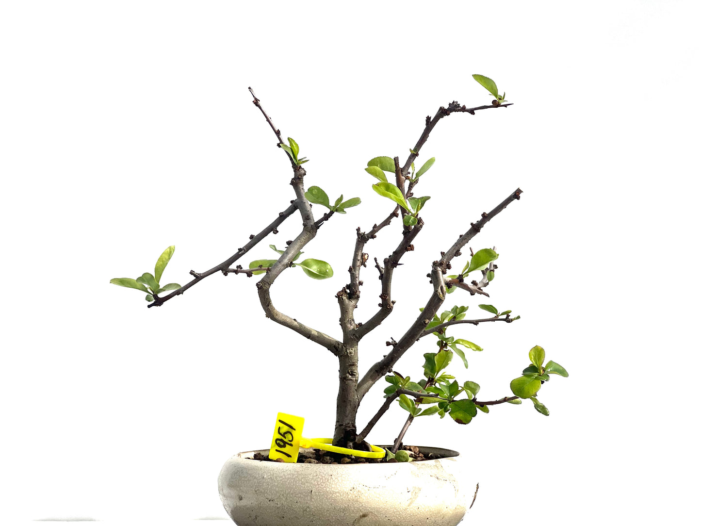 Chaenomeles Japonica 1951