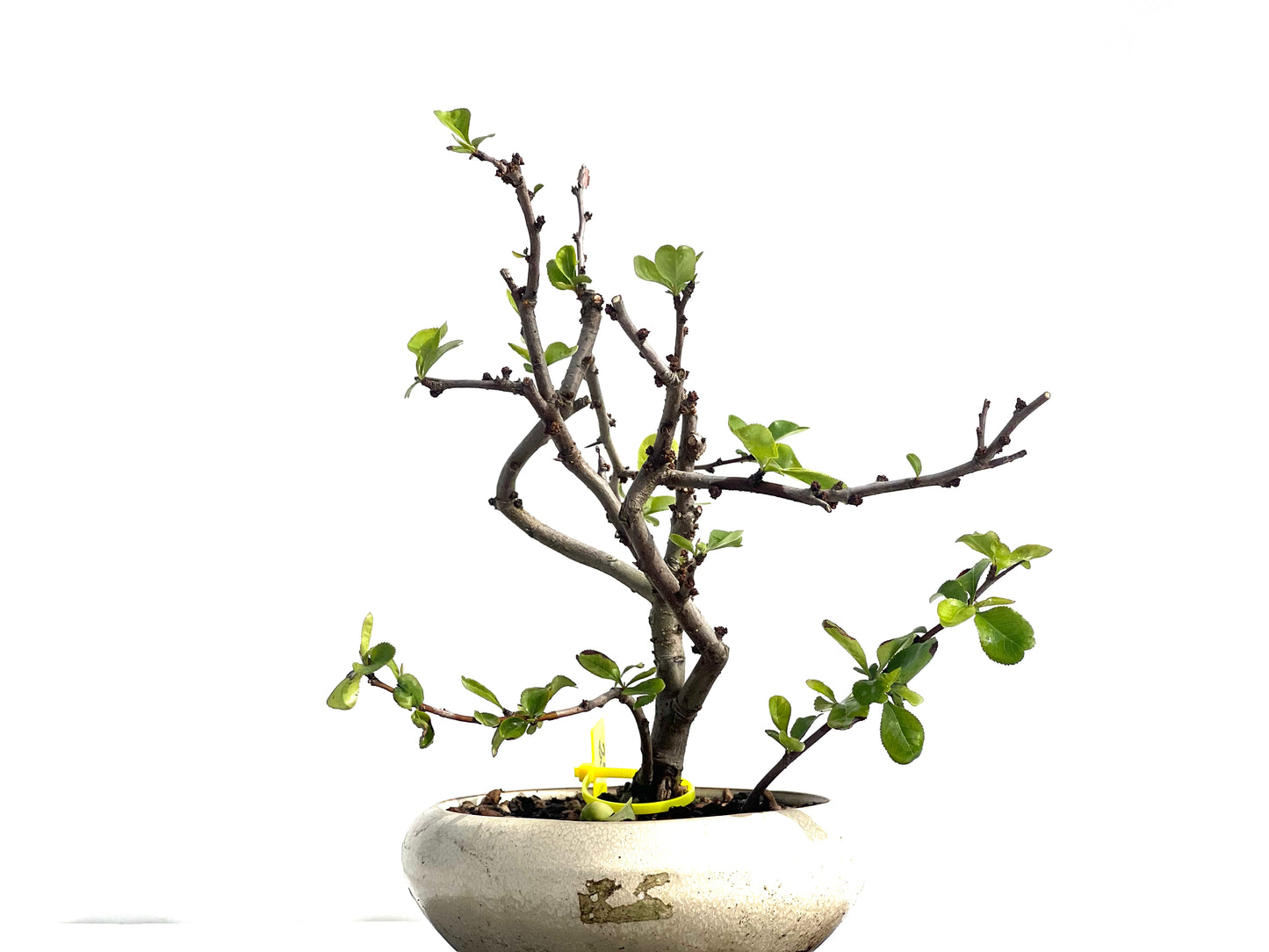 Chaenomeles Japonica 1951