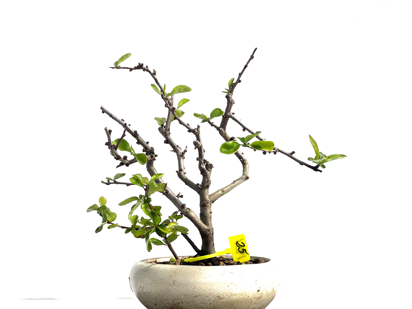 Chaenomeles Japonica 1951