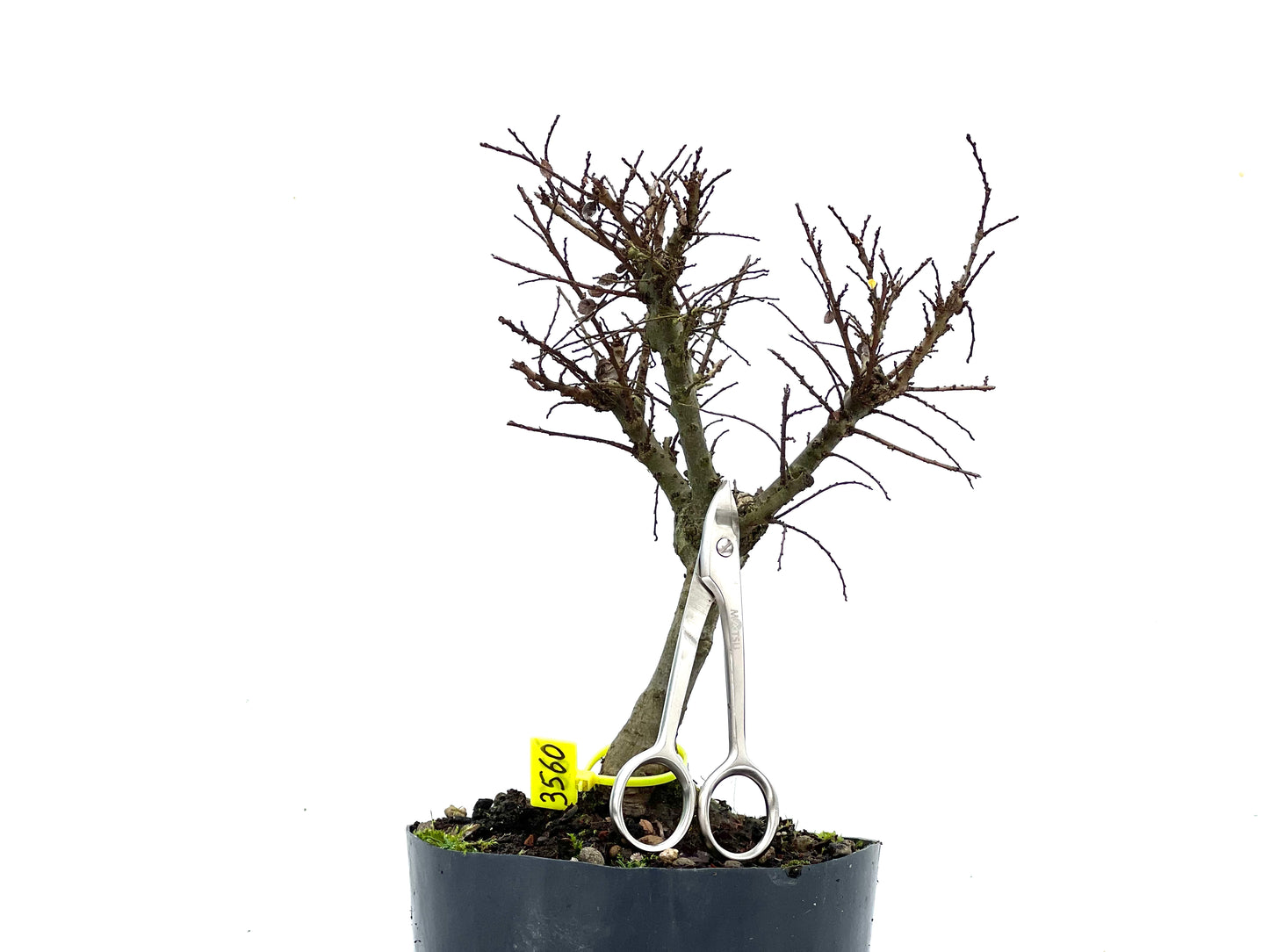 Ulmus Hokkaido 3560
