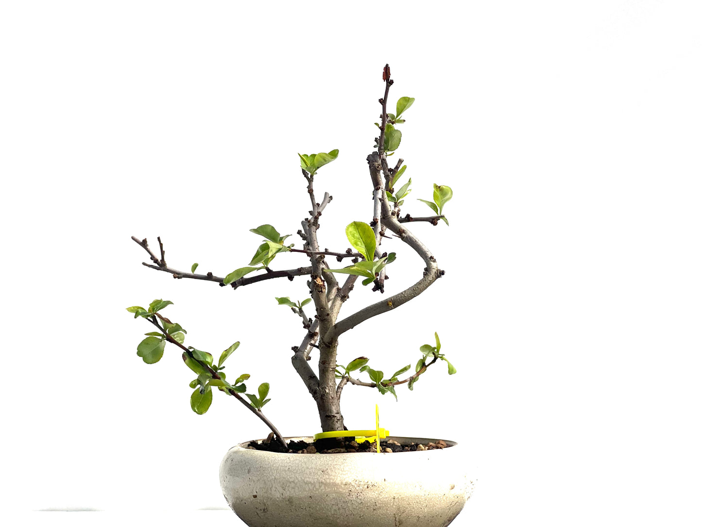 Chaenomeles Japonica 1951