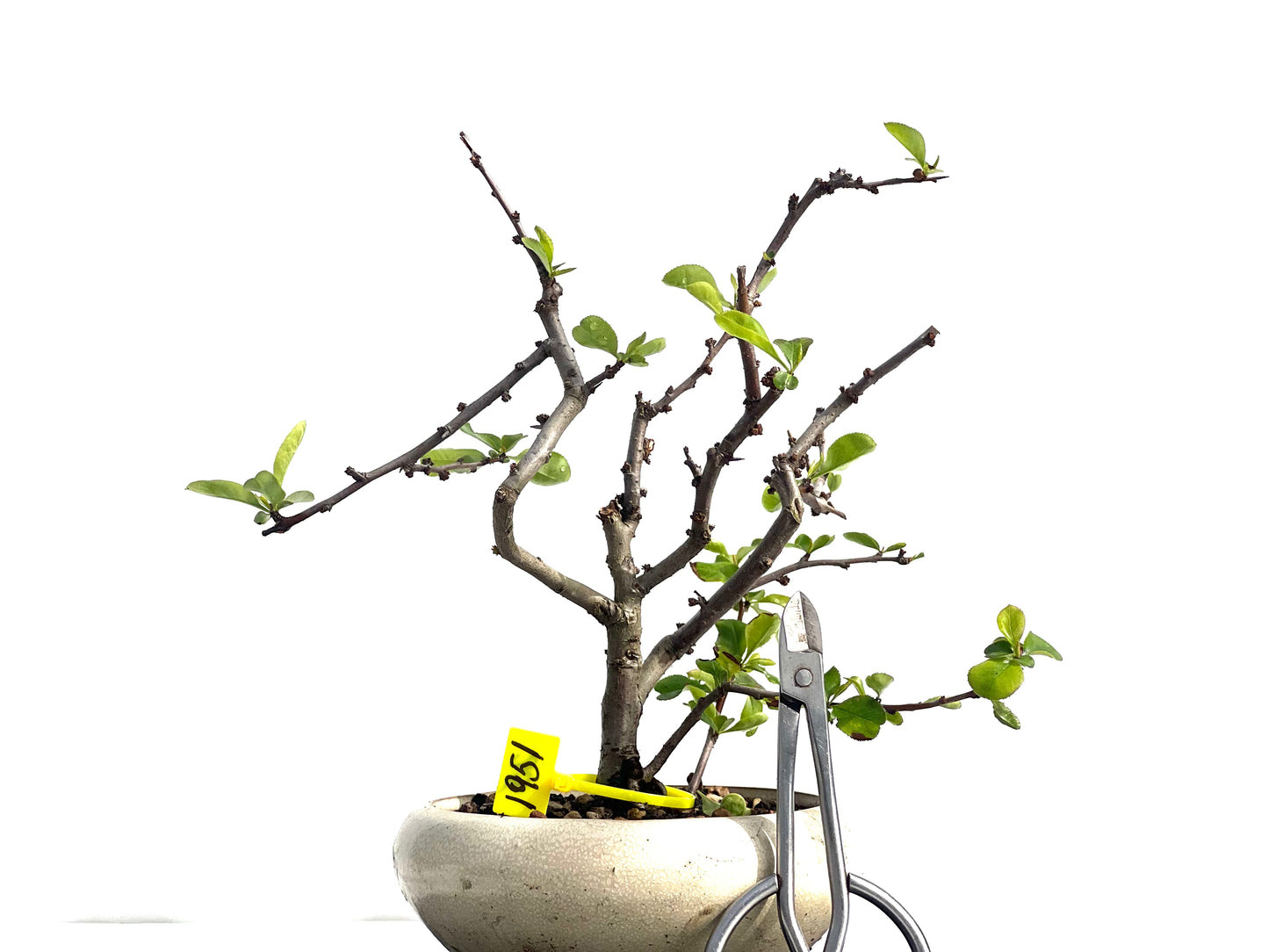 Chaenomeles Japonica 1951