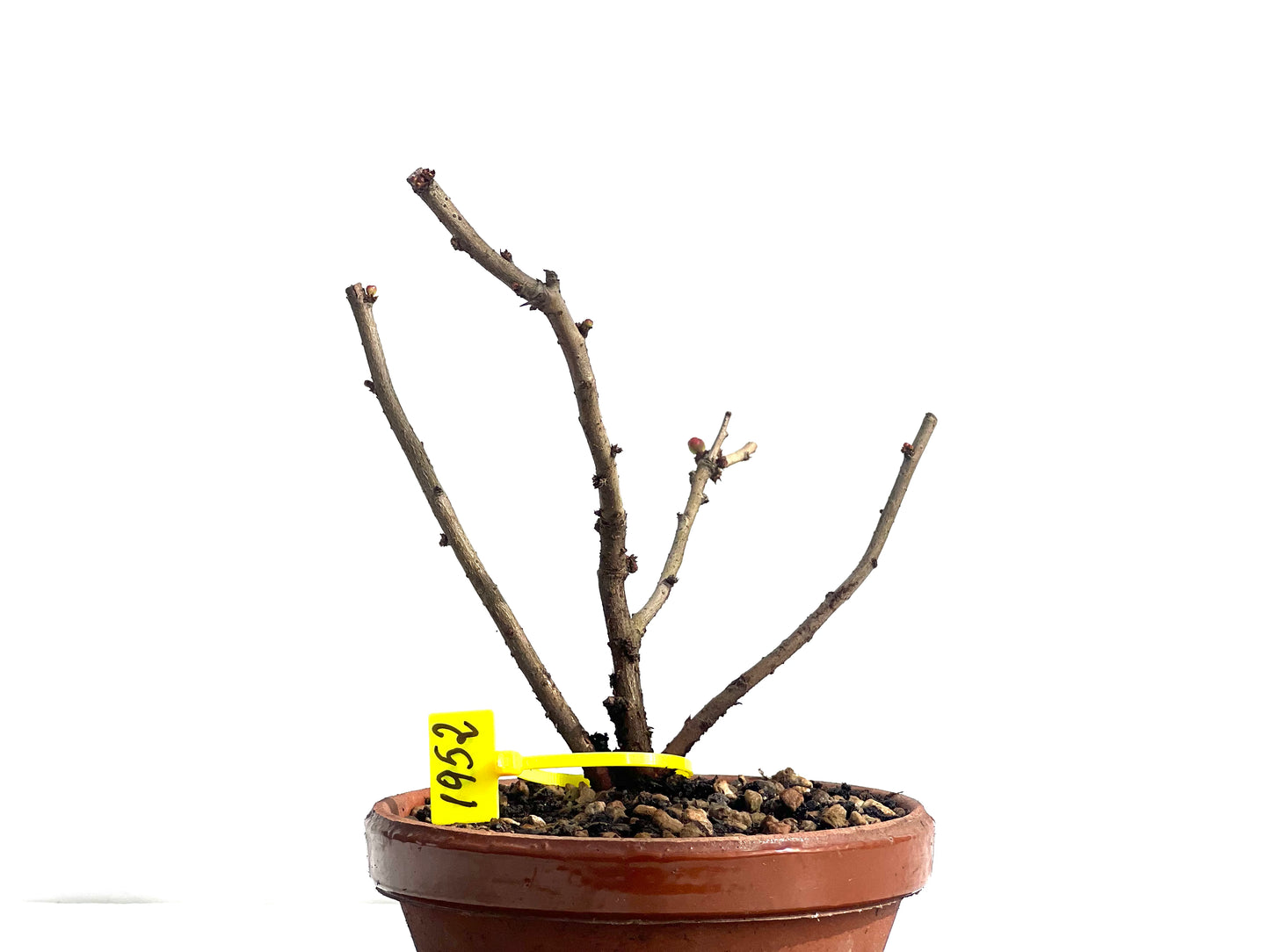 Chaenomeles Japonica 1952