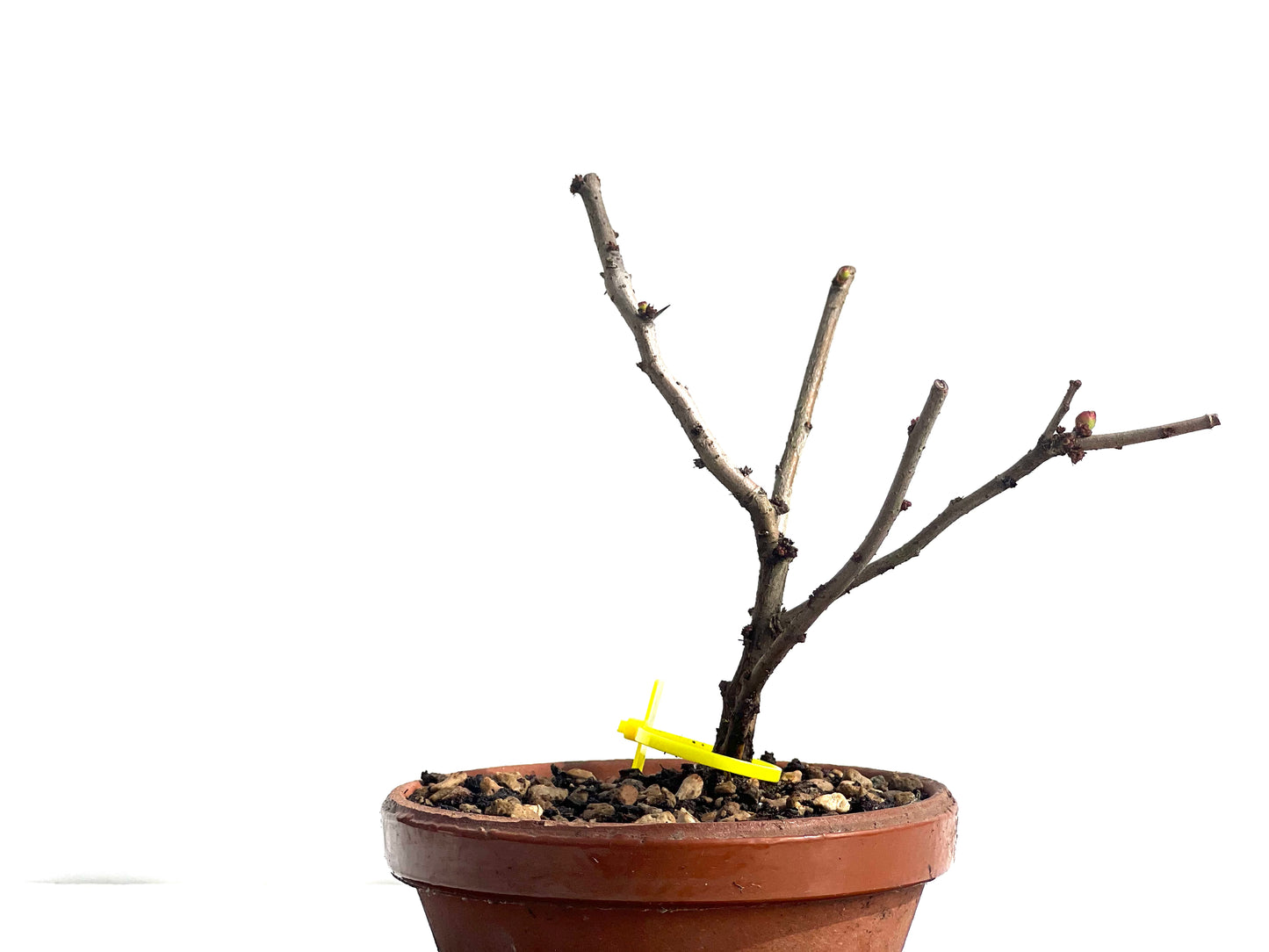 Chaenomeles Japonica 1952