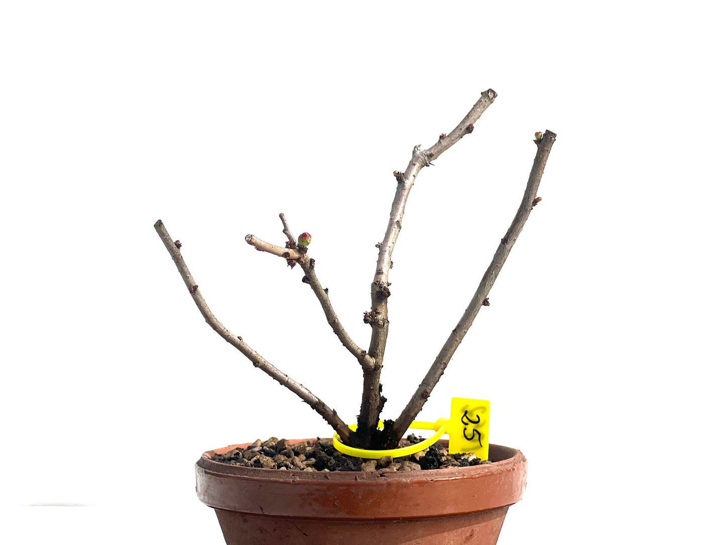 Chaenomeles Japonica 1952