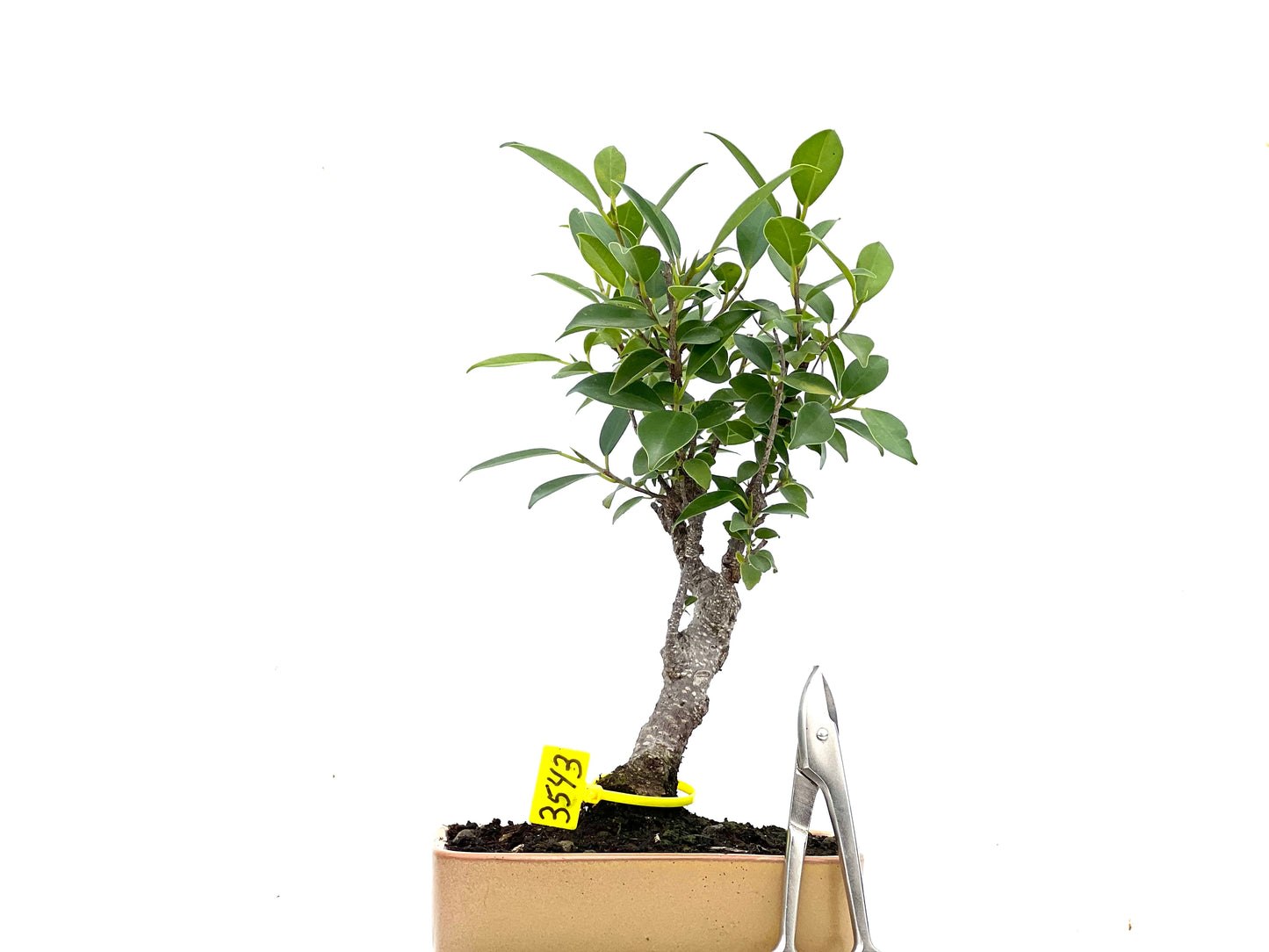 Ficus Tiger Bark 3543
