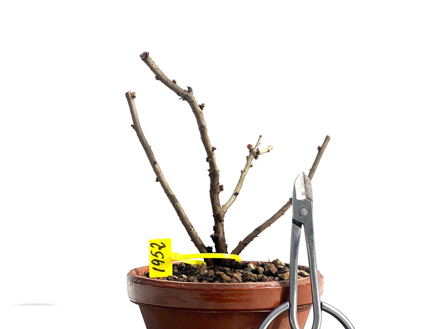 Chaenomeles Japonica 1952