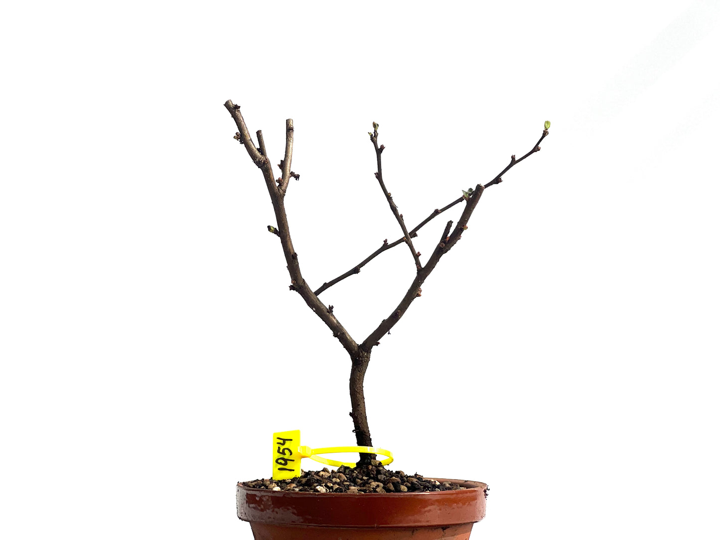 Chaenomeles Japonica 1954
