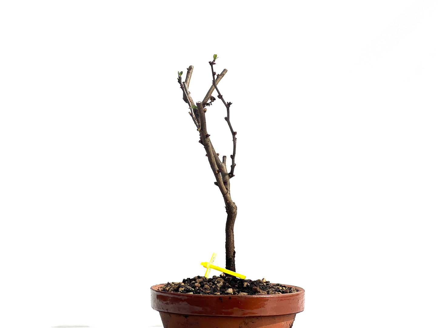 Chaenomeles Japonica 1954