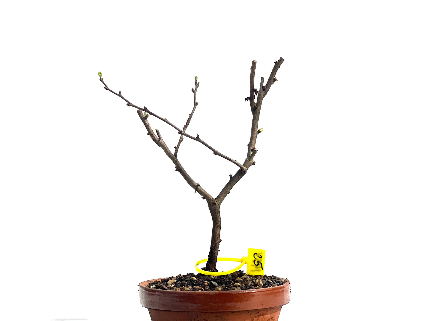 Chaenomeles Japonica 1954