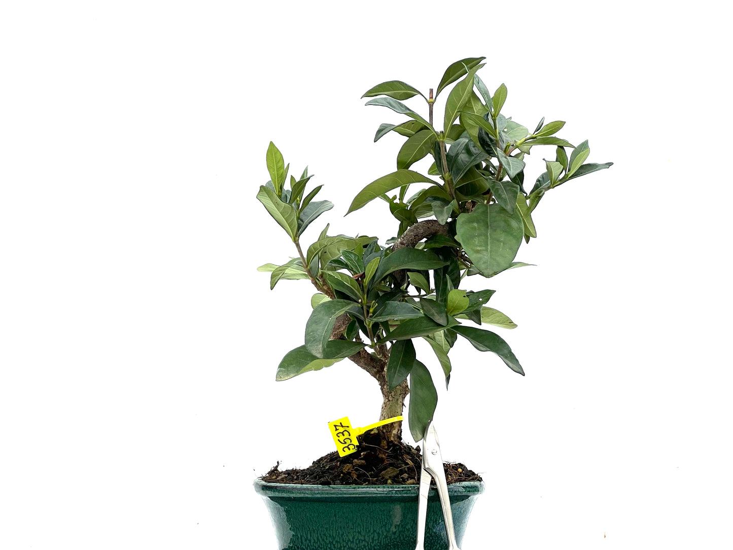 Gardenia Jasminoide 3537