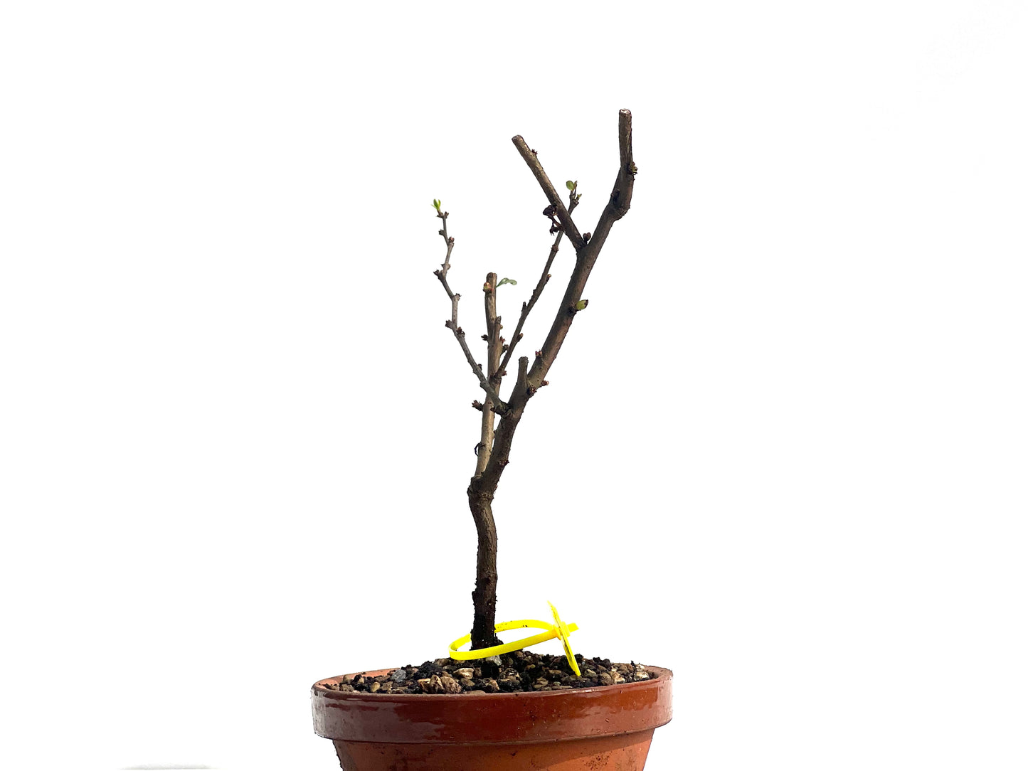 Chaenomeles Japonica 1954