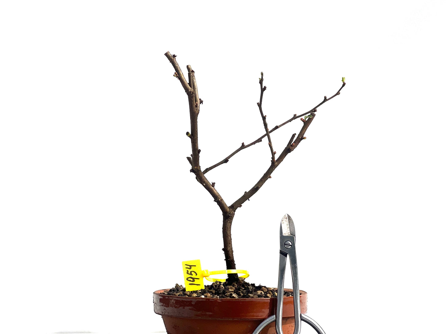 Chaenomeles Japonica 1954