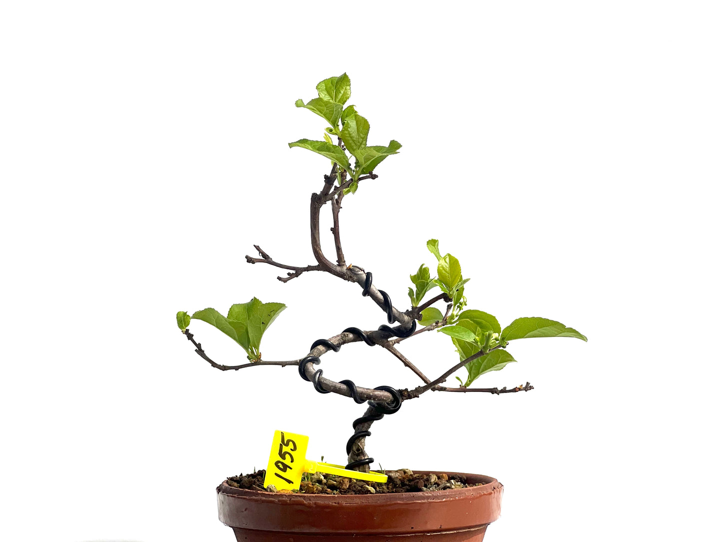 Celastrum Orbiculatus 1955