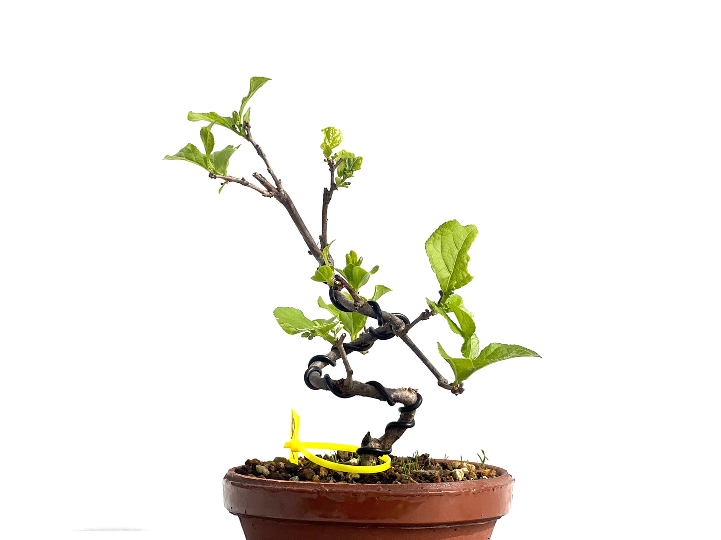 Celastrum Orbiculatus 1955