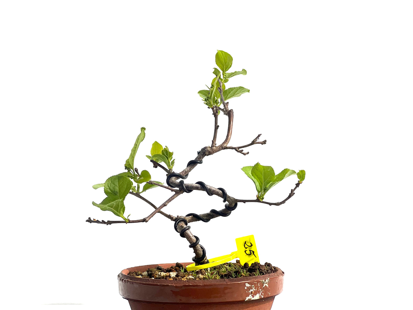 Celastrum Orbiculatus 1955