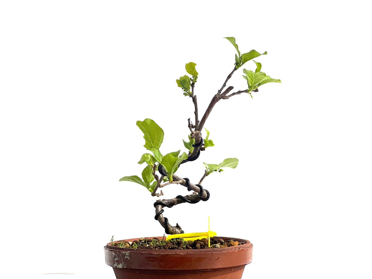 Celastrum Orbiculatus 1955