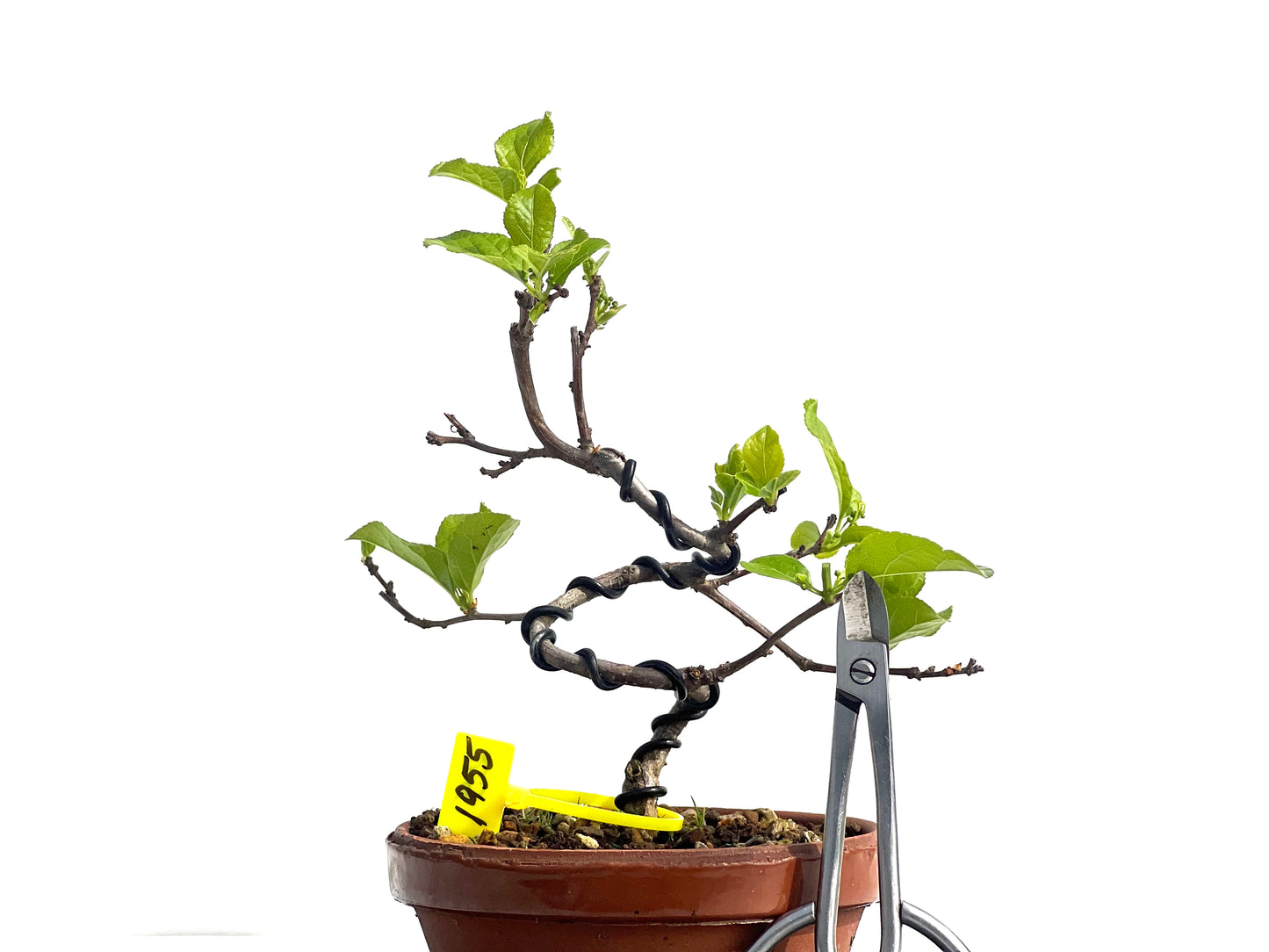 Celastrum Orbiculatus 1955