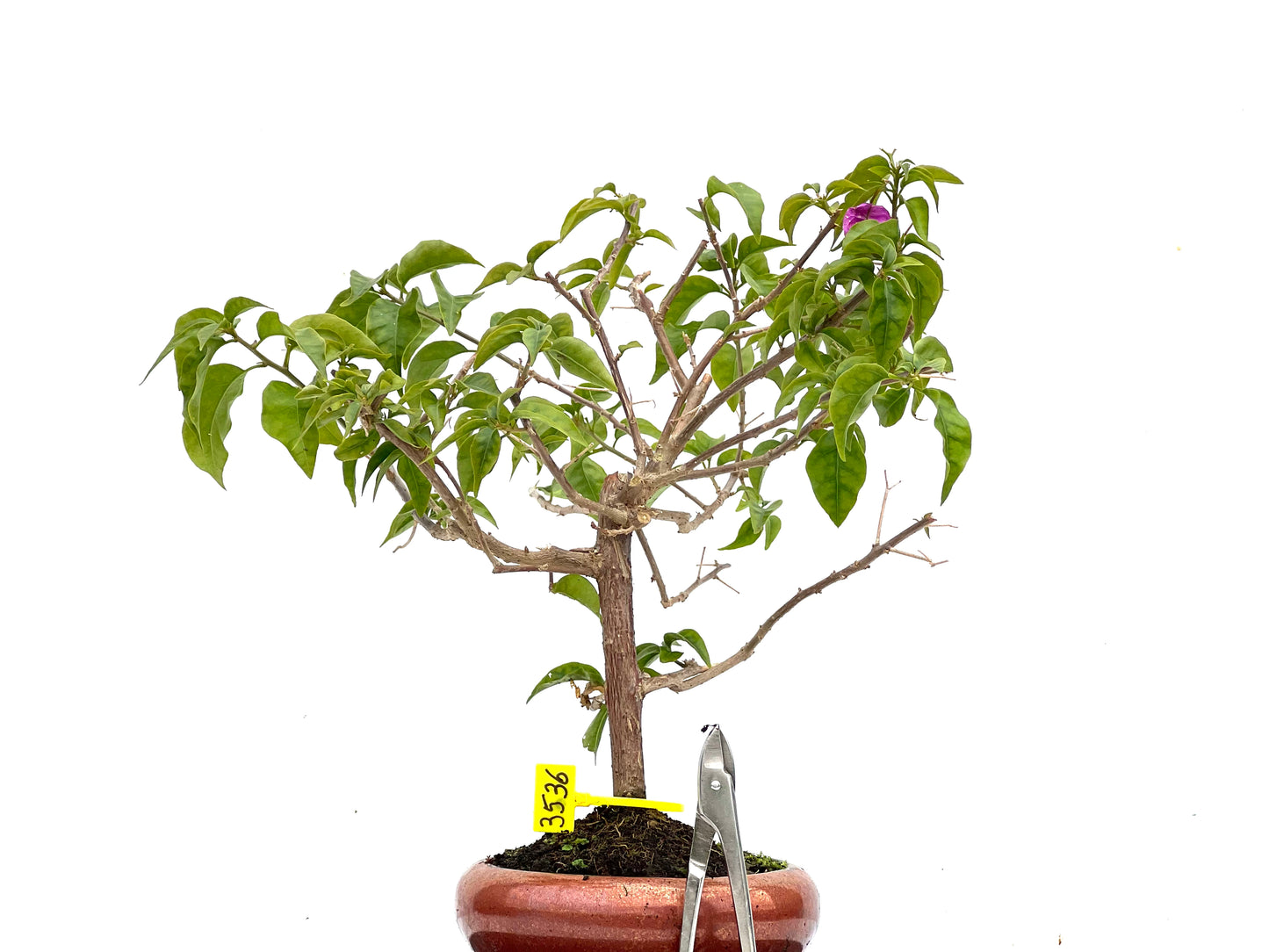 Buganvilla Glabra 3536