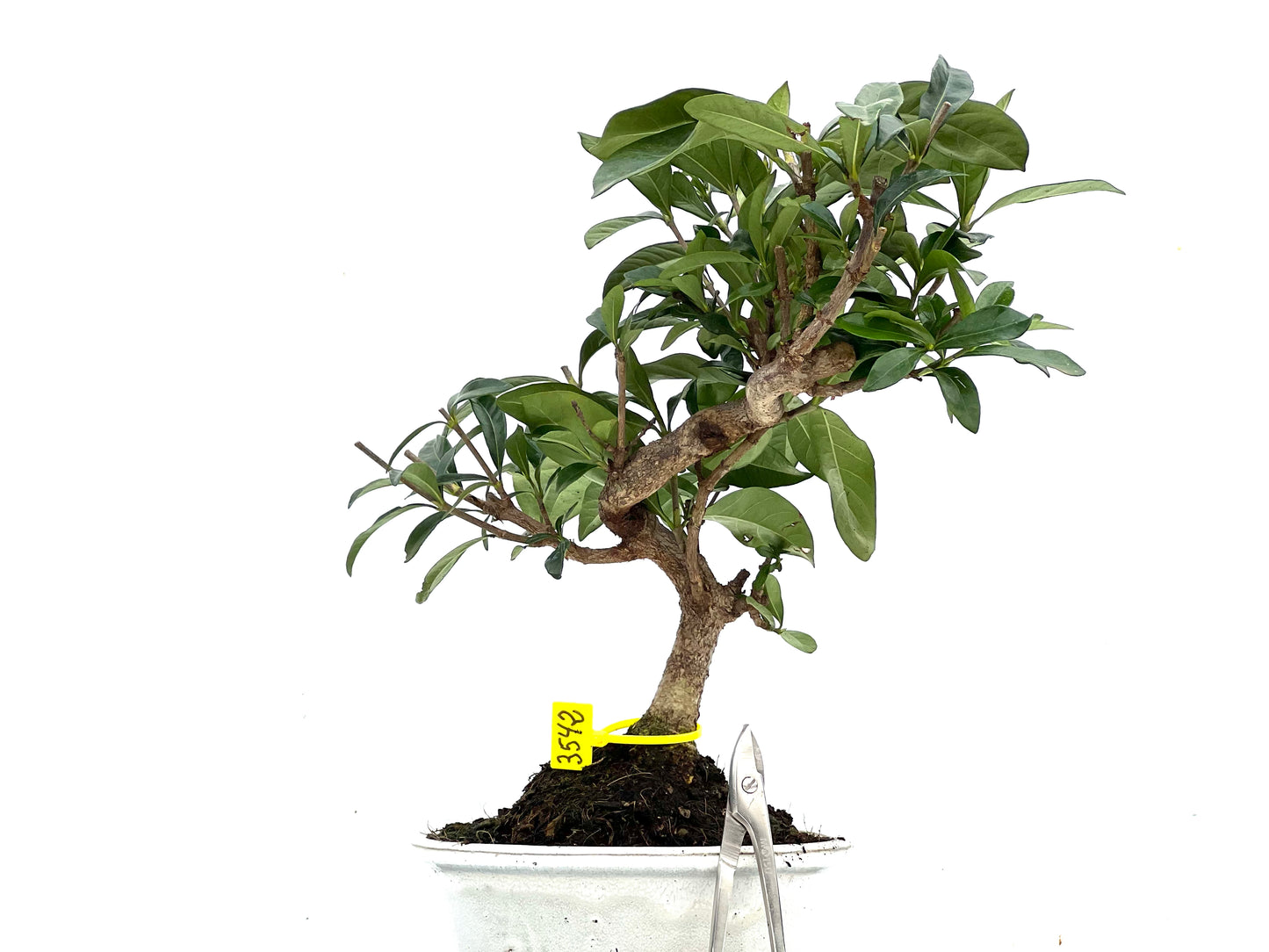 Gardenia Jasminoide 3542