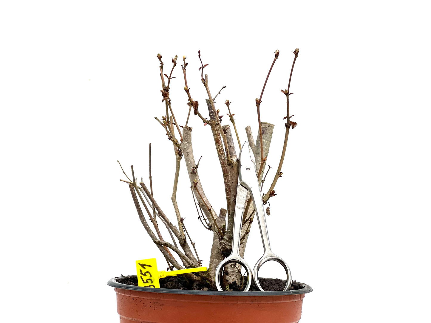 Corylus 3551